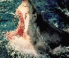 Jaws of Death!
